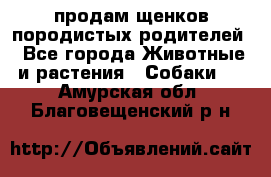 продам щенков породистых родителей - Все города Животные и растения » Собаки   . Амурская обл.,Благовещенский р-н